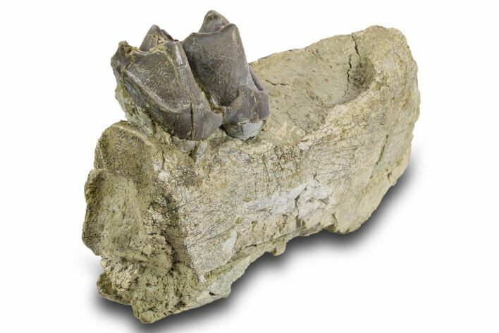 Fossil Titanothere (Megacerops) Jaw Section - South Dakota #300018